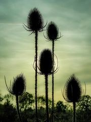 Stachelig ins Gegenlicht