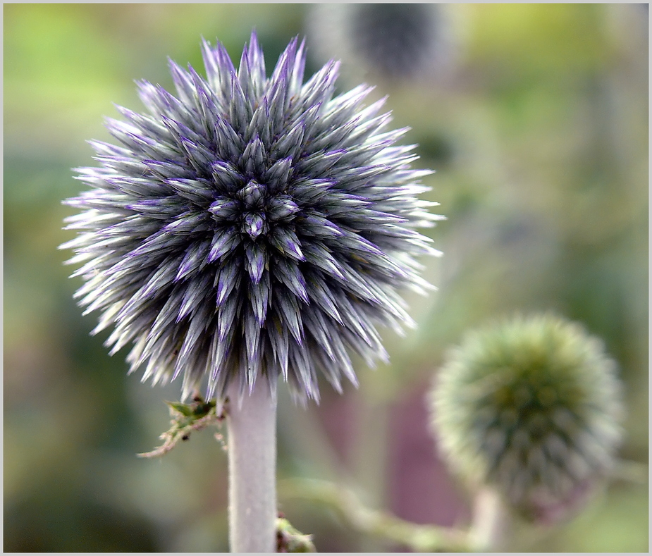 Stachelig......... Kugeldistel