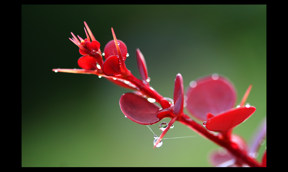 stachelig rund