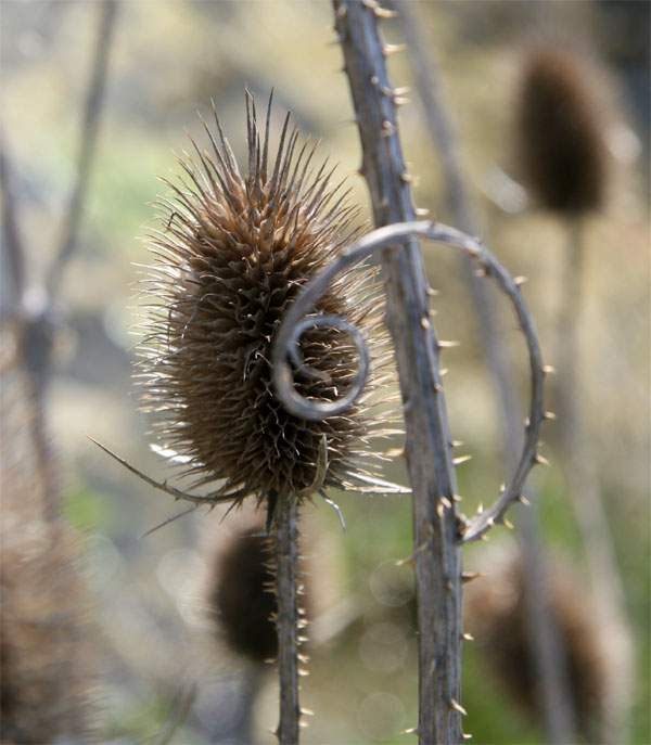 Stachelig und doch rund?