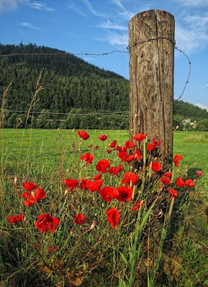 Stachelig und schön