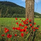 Stachelig und schön