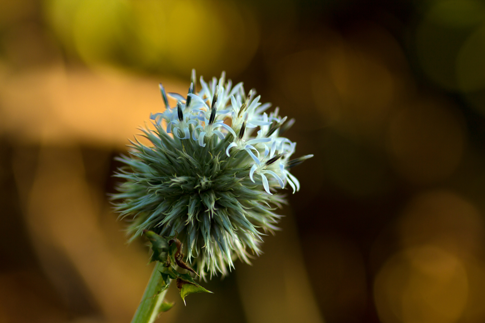 Stachelig wirkt diese Kugeldistel