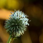 Stachelig wirkt diese Kugeldistel