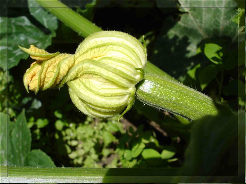 "Stachelig" Zucchiniblüte