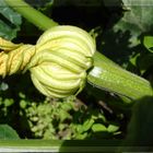 "Stachelig" Zucchiniblüte