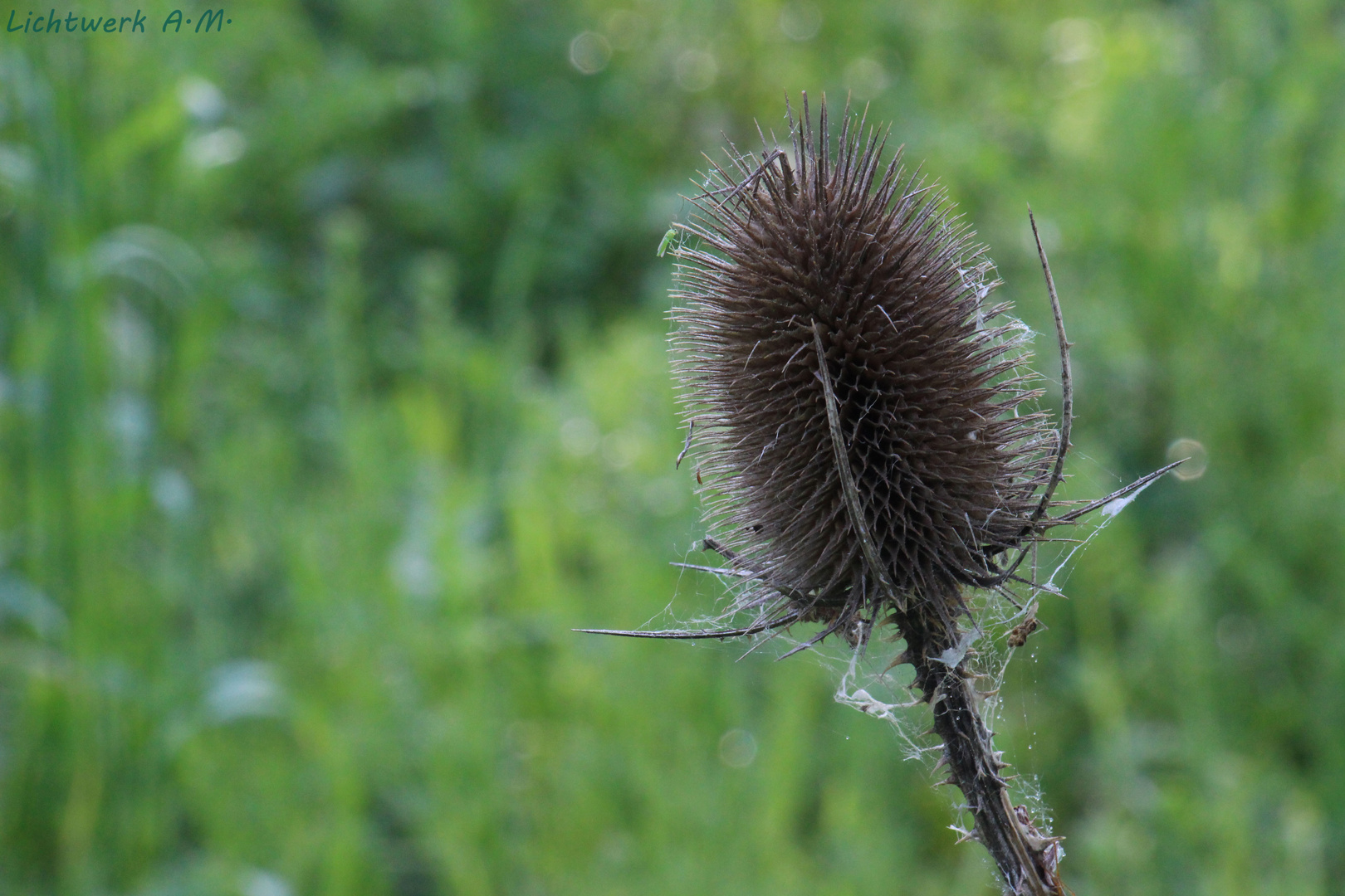 Stachelige Angelegenheit