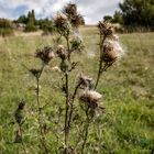 . . . stachelige Angelegenheit