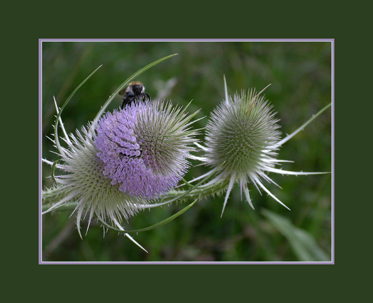 stachelige Angelegenheit