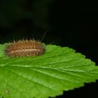 Stachelige Angelegenheit