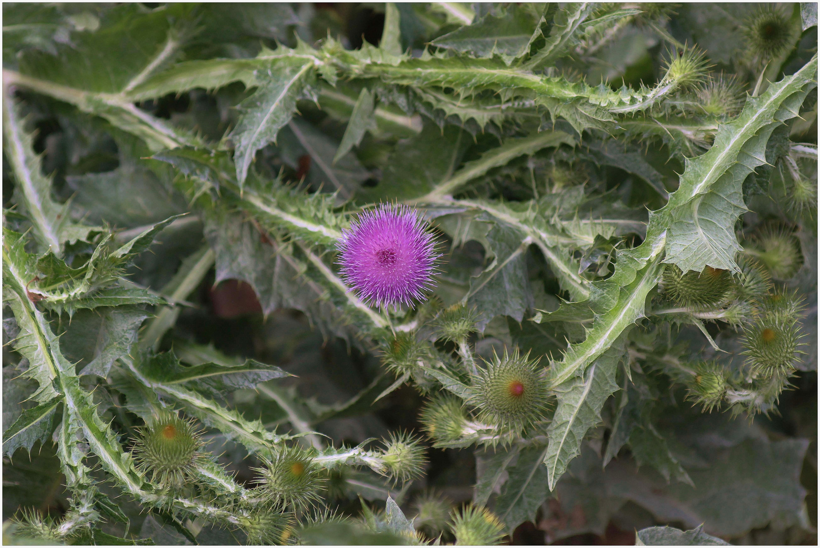 Stachelige Angelegenheit - die Esesldistel oder Wolldistel