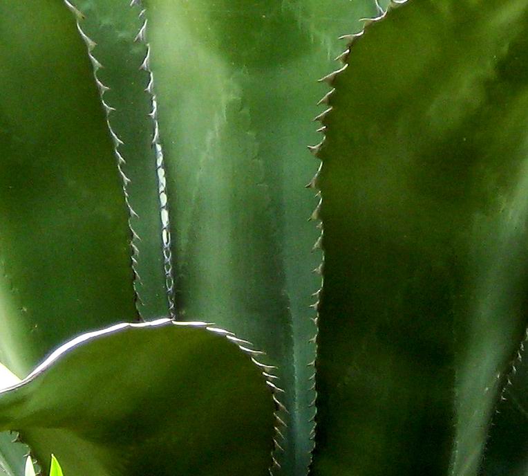 STACHELIGE ANGELEGENHEIT