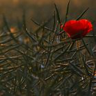 Stachelige Angelegenheit (für die Mohnblume)