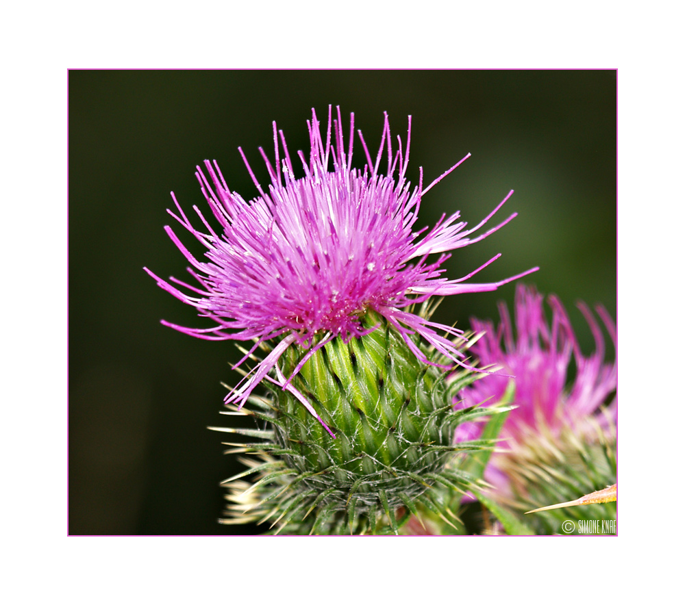 Stachelige Blüte