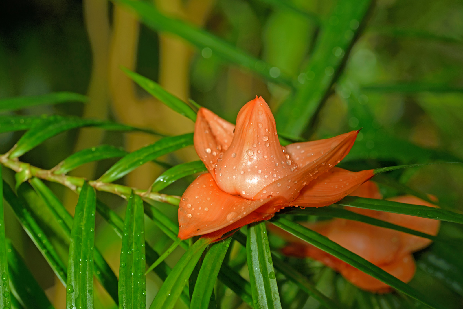 Stachelige Blüte.