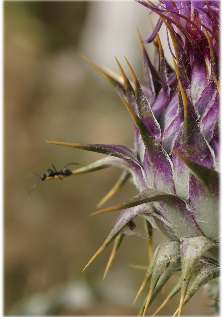 stachelige Blume mit Ameise, Distel