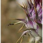 stachelige Blume mit Ameise, Distel