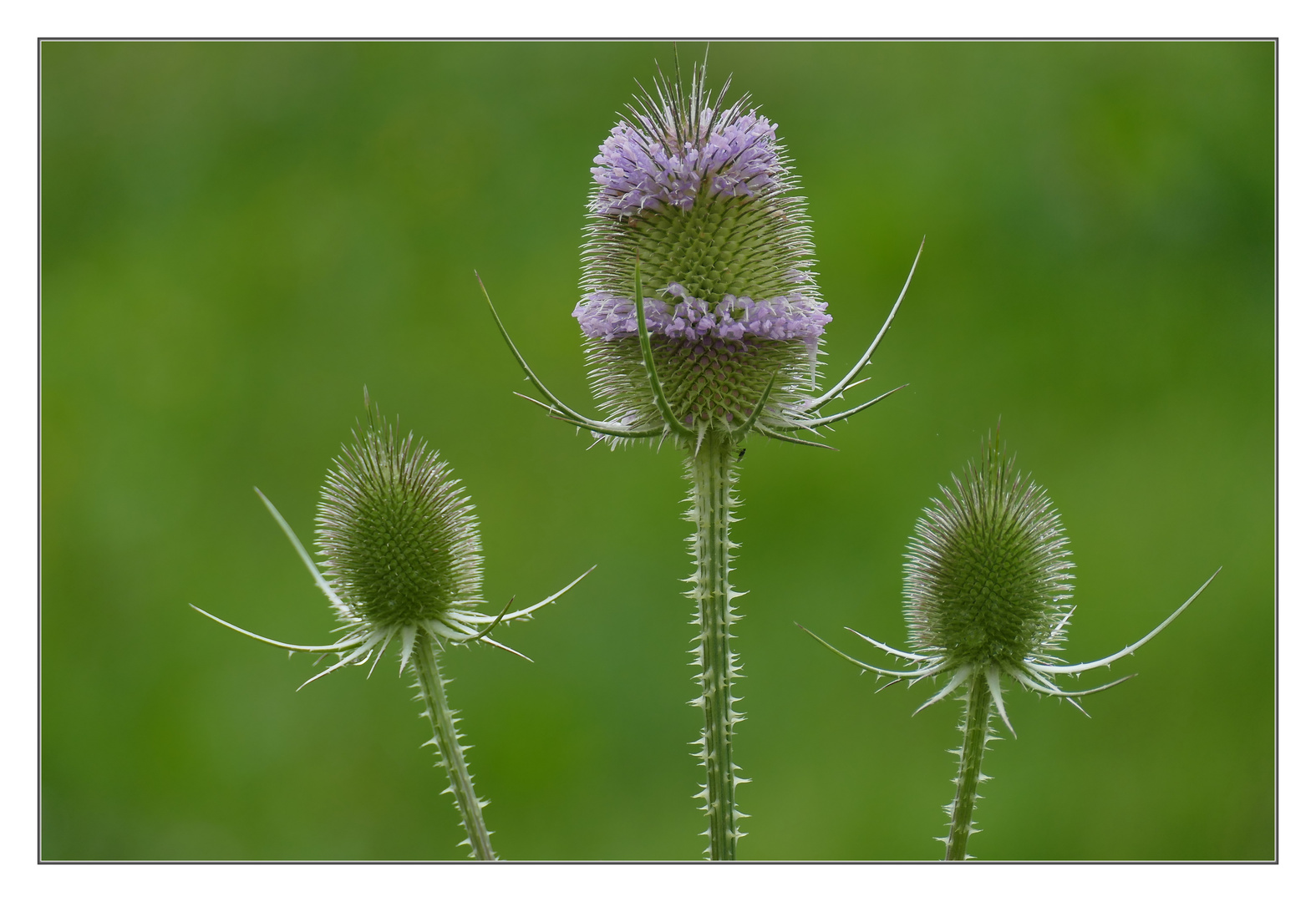 STACHELIGE FAMILIE