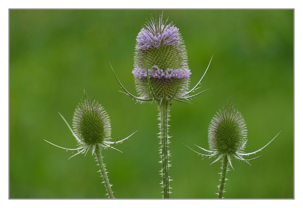 STACHELIGE FAMILIE