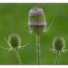 STACHELIGE FAMILIE