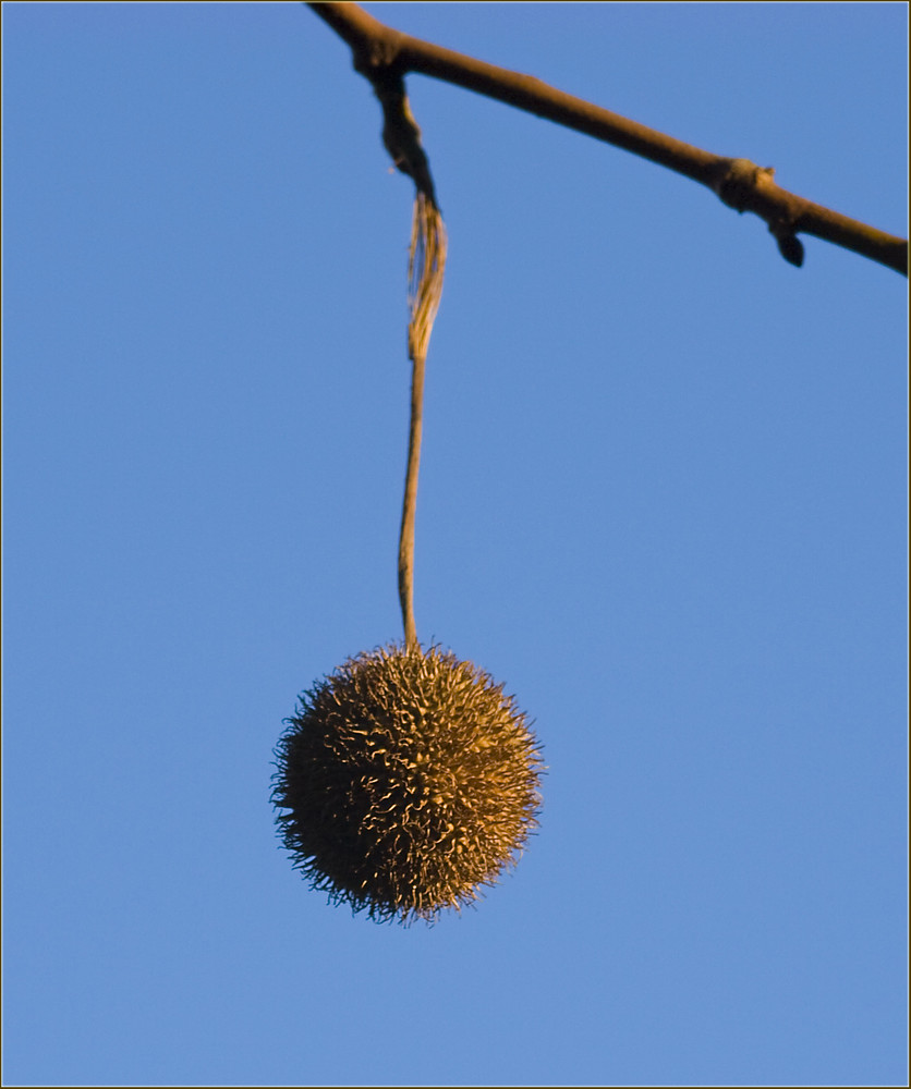 Stachelige Frucht der Platane