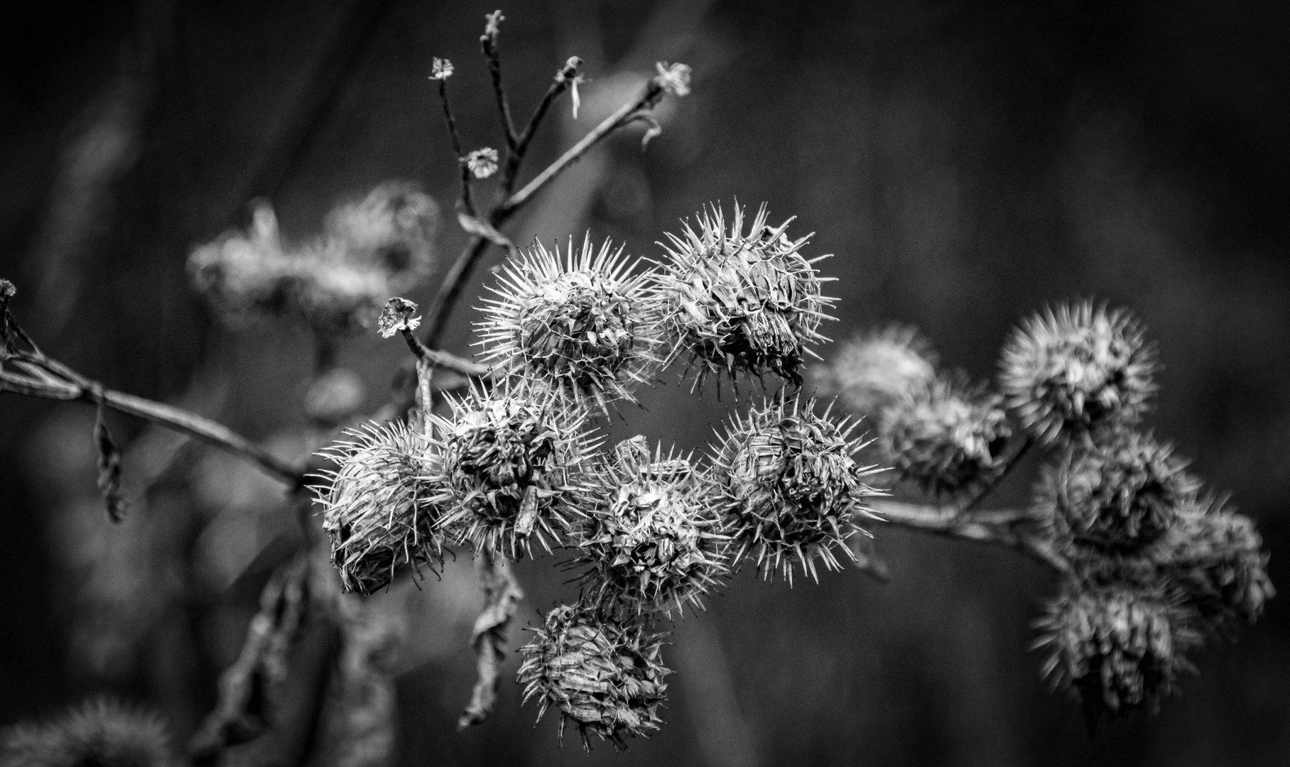 Stachelige kleine Biester