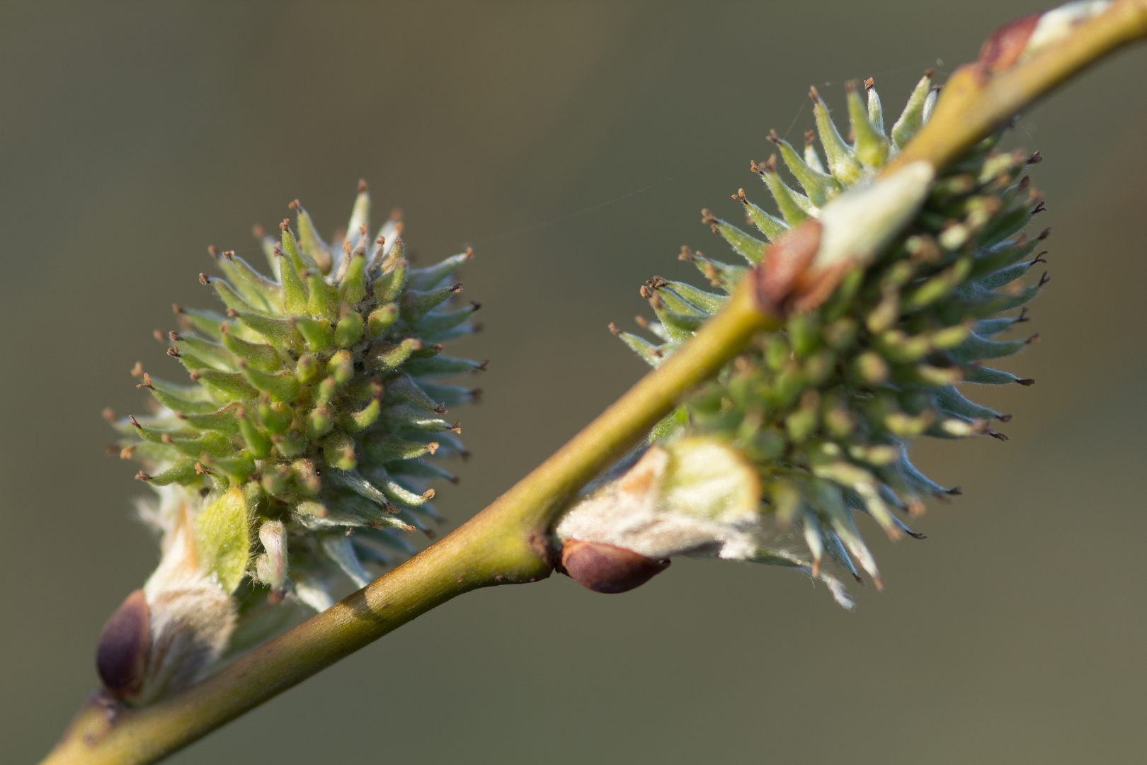 Stachelige Knospe 