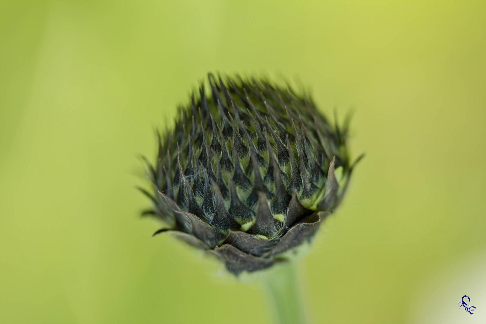 Stachelige Knospe