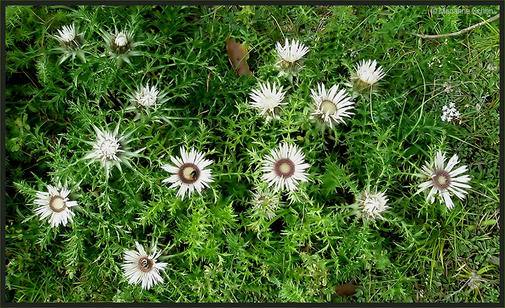 Stachelige Mi-Wo-Blüten....