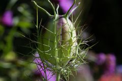 stachelige Natur