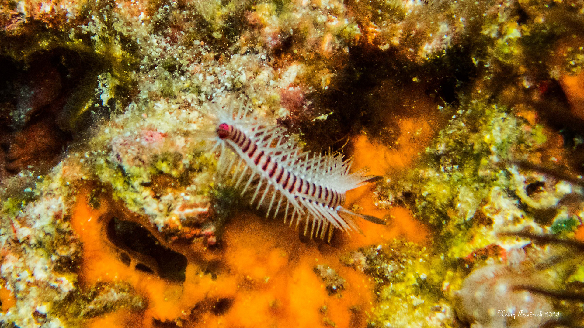 Stachelige Nudibranchia