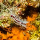 Stachelige Nudibranchia