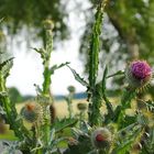 Stachelige Provence