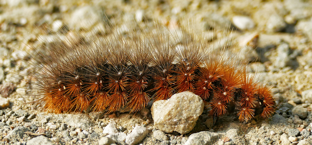 Stachelige Raupe mit Wassertropfen