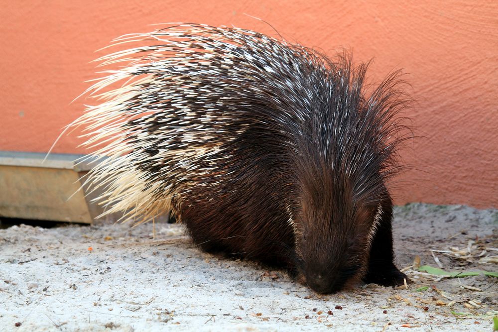 stachelige Sache Foto & Bild natur, tiere, stacheln Bilder auf