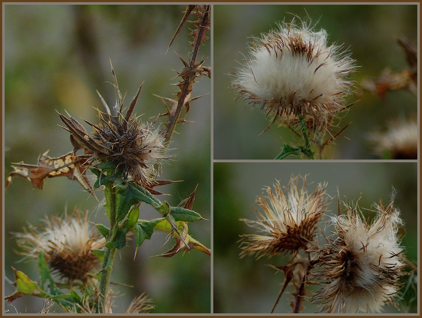 Stachelige Schönheit :-))