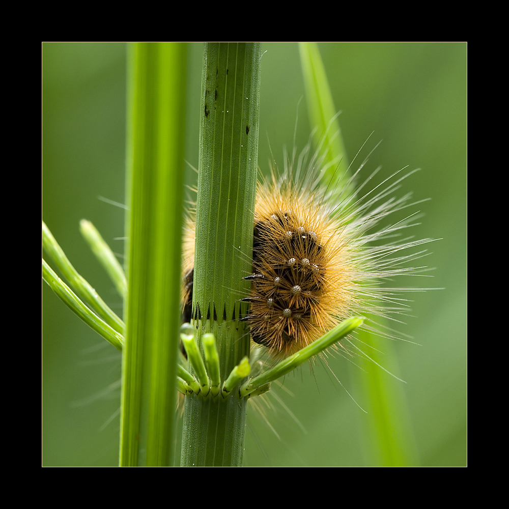 Stachelige Schönheit