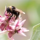 Stachelige Seidenpflanze (Asclepias speciosa)...