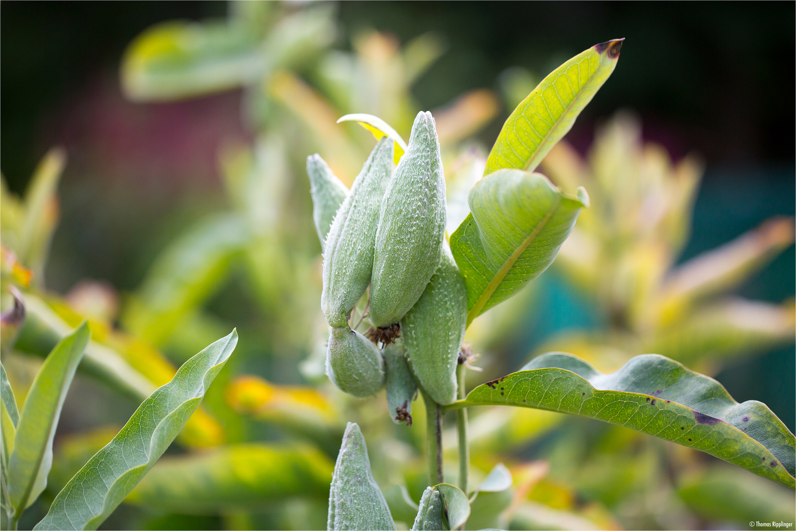 Stachelige Seidenpflanze (Asclepias speciosa).