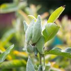 Stachelige Seidenpflanze (Asclepias speciosa).