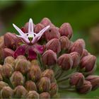 Stachelige Seidenpflanze (Asclepias speciosa)