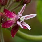 Stachelige Seidenpflanze (Asclepias speciosa)...