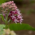 Stachelige Seidenpflanze (Asclepias speciosa).