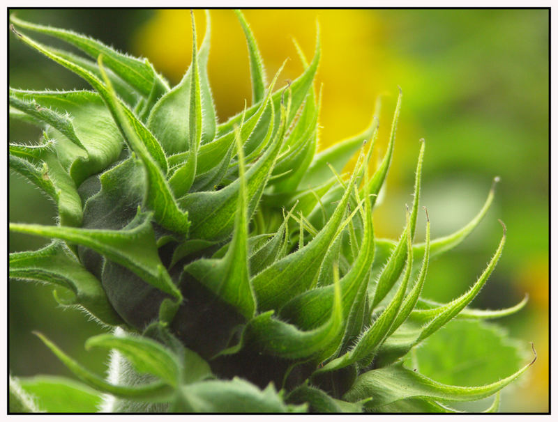 stachelige Sonnenblume