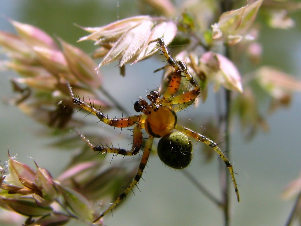 Stachelige Spinne :-)