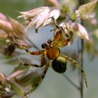 Stachelige Spinne :-)