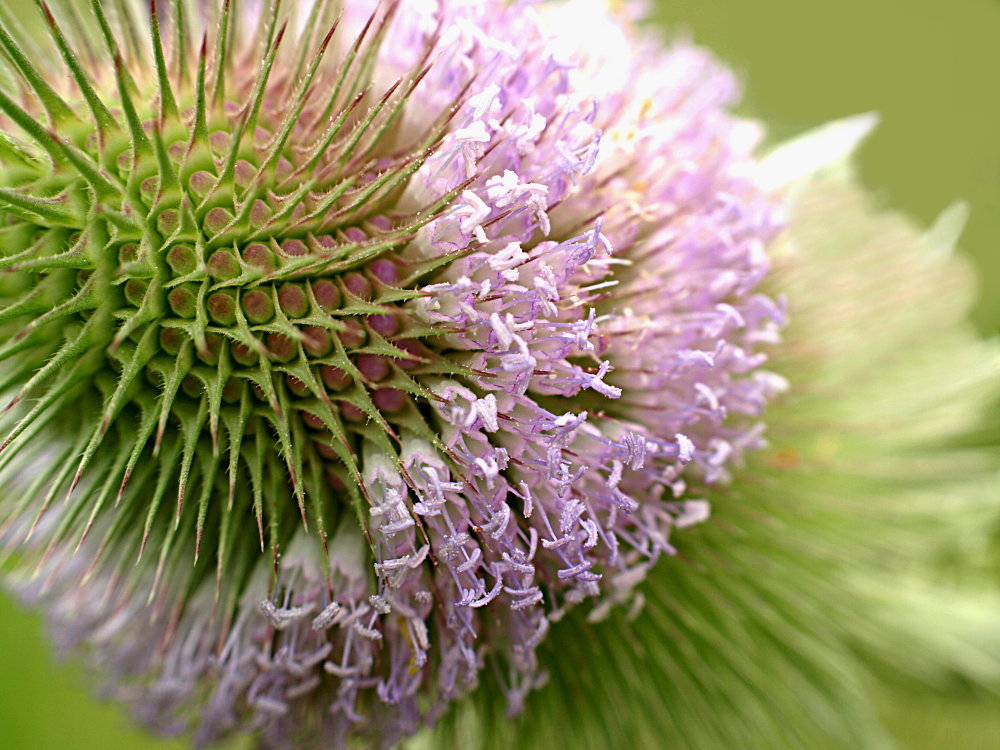 Stachelige Wiesenpflanze