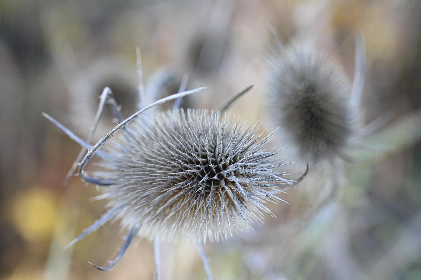 Stacheligel