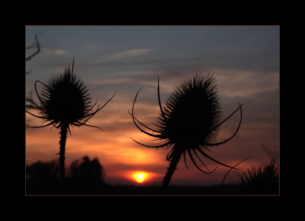 Stacheliger Abendmoment