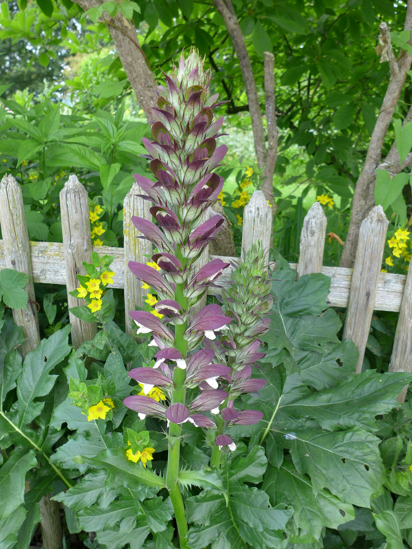 Stacheliger Bärenklau im Bauerngarten.